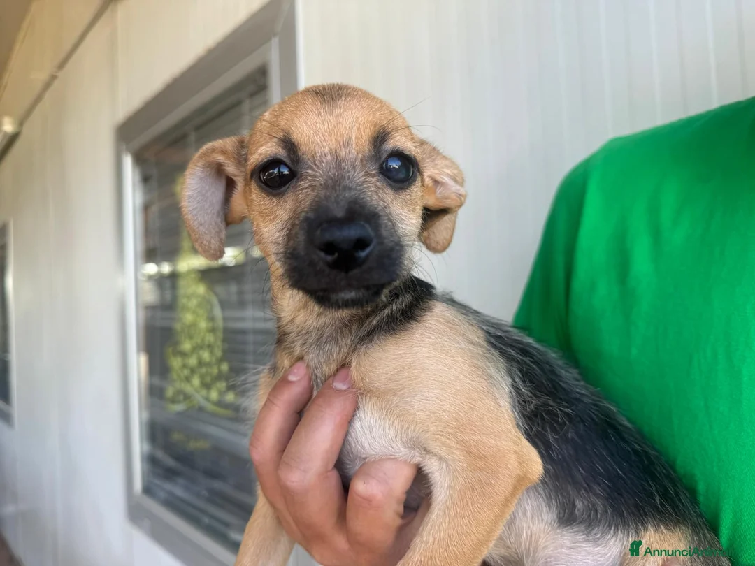 Meticcio cani in regalo: CUCCIOLA TG P - Annuncio 1