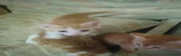 Europeo gatti in regalo: Dono gattini rossi a Provincia di Salerno - Annuncio 8