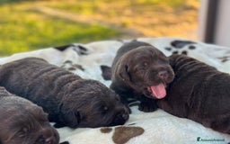 Labrador cani in vendita: Labrador choccolat cuccioli  a Provincia di Treviso - Immagine 4