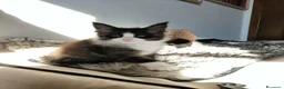 Maine Coon gatti in vendita: 2 Maschietti Maine Coon Bicolour - Annuncio 4