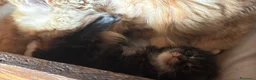 Maine Coon gatti in vendita: Cuccioli maine coon (Lestat X Hvitt Lys) - Annuncio 13