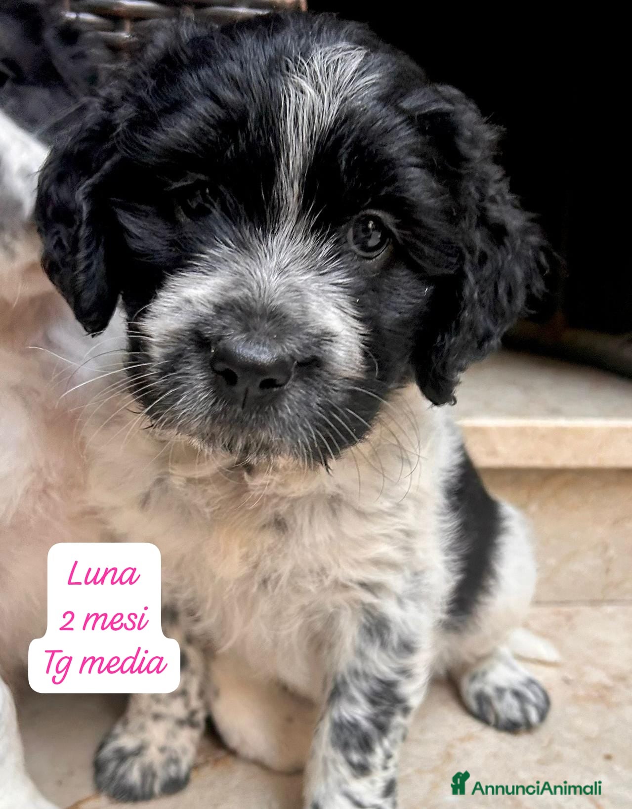Meticcio cani Meticci dimenticati da tutti  - Annuncio 12