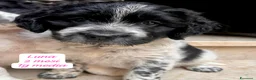 Meticcio cani in regalo: Meticci dimenticati da tutti  a Provincia di Pavia - Annuncio 1