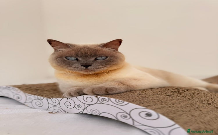 Scottish gatti - Annuncio 2