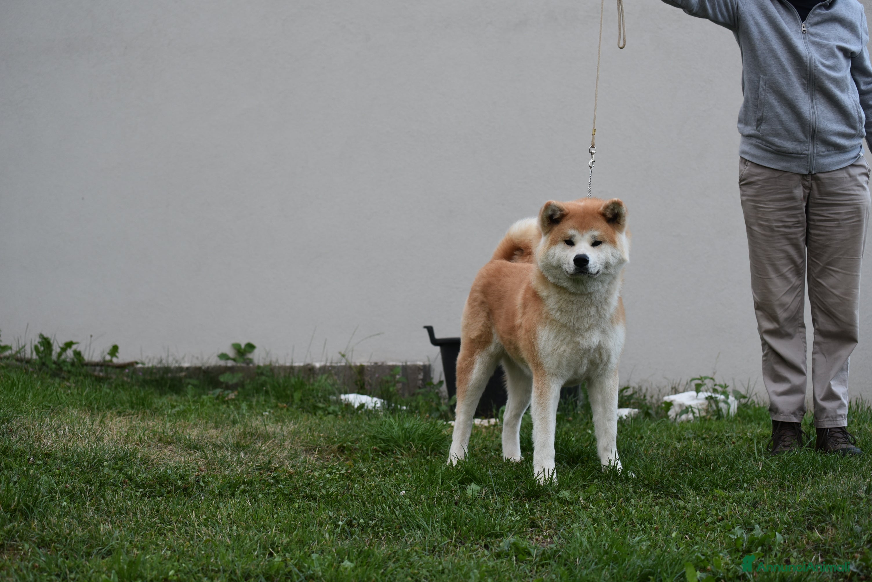 Akita Inu cani Prenotazione cuccioli di Akita Inu - Annuncio 2