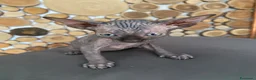 Sphynx gatti in vendita: Cuccioli Sphynks  - Annuncio 7