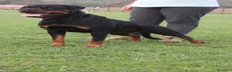 Rottweiler cani in vendita: Cuccioli figli di genitori Selezionati e Campioni  - Annuncio 10