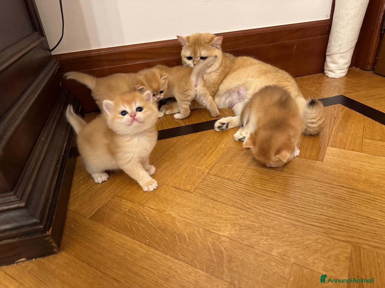 British gatti Gattini British shorthair golden chell ny12 - Annuncio 3