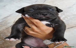 American Bully cani in vendita: Cuccioli American Bully XXL  a Provincia di Lecco - Immagine 7