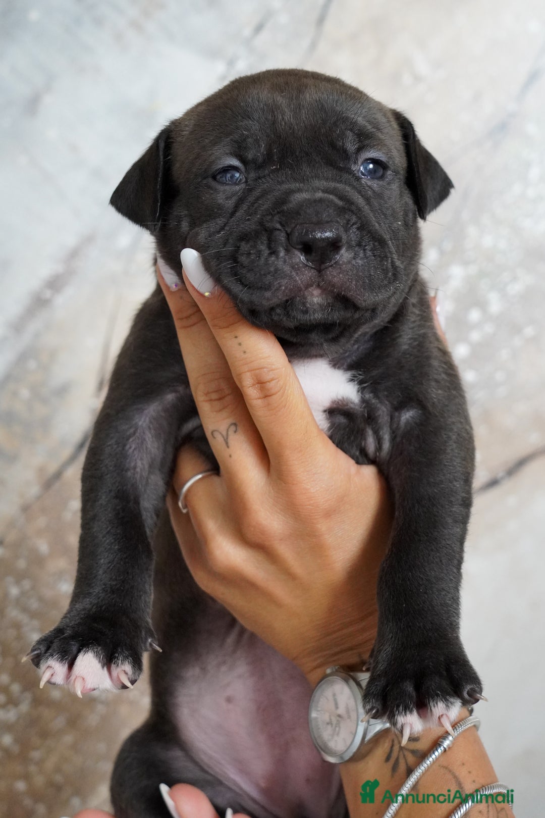 American Bully cani in vendita: Cuccioli American Bully XXL  a Provincia di Lecco - Immagine 7