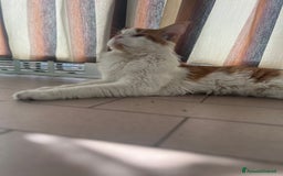 Maine Coon gatti in vendita: Cuccioli di Maine Coon a Città Metropolitana di Torino - Immagine 19