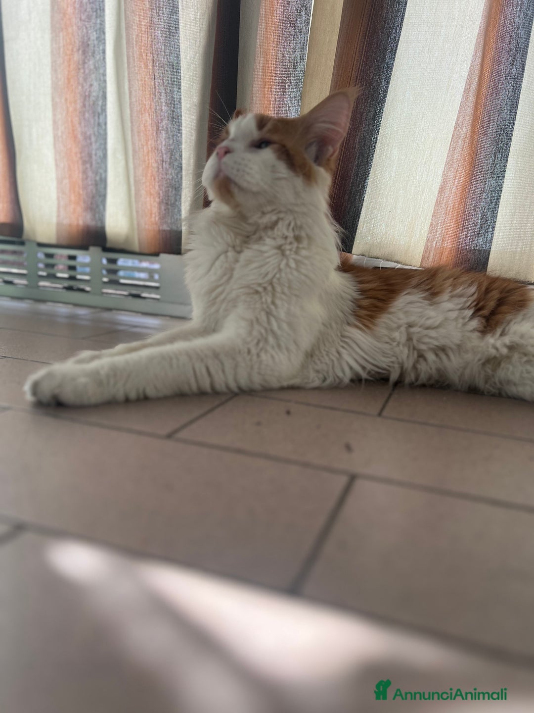 Maine Coon gatti in vendita: Cuccioli di Maine Coon a Città Metropolitana di Torino - Immagine 19