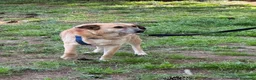 Meticcio cani in regalo: Splendida meticcia - RAJA - Annuncio 2