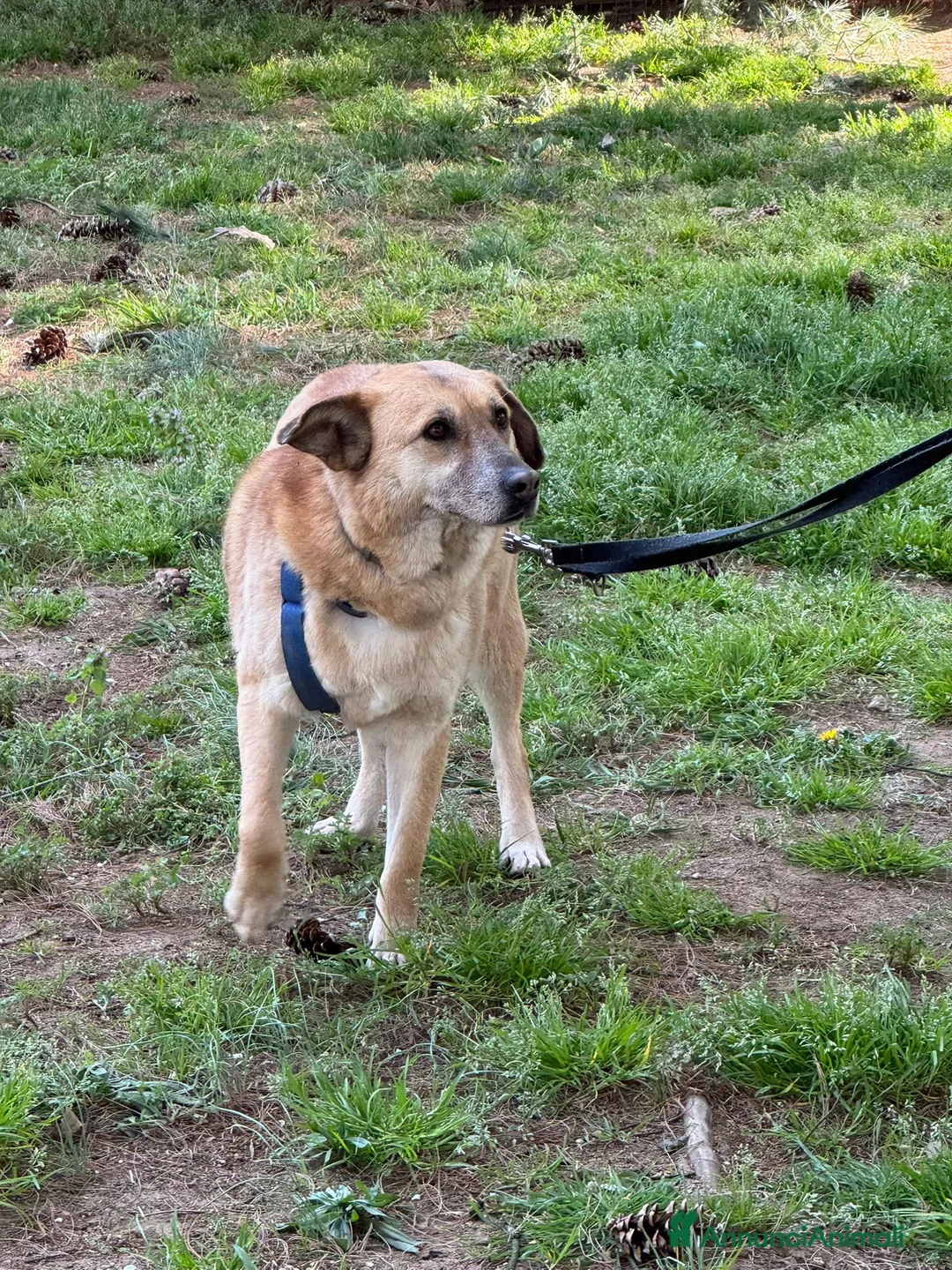 Meticcio cani in regalo: Splendida meticcia - RAJA - Annuncio 2