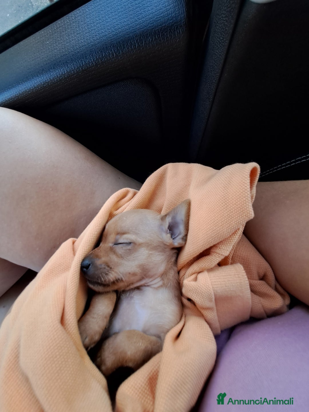 Chihuahua cani in vendita: Chihuahua 300 prezzo trattabile  - Annuncio 5