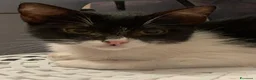 Meticcio gatti in regalo: Dolcissima micina 3 mesi  - Annuncio 1