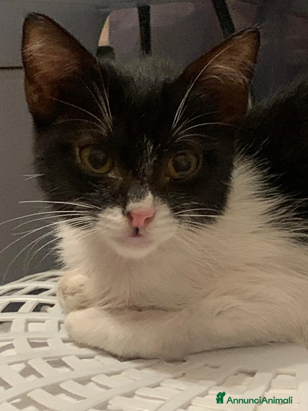 Meticcio gatti in regalo: Dolcissima micina 3 mesi  - Annuncio 1