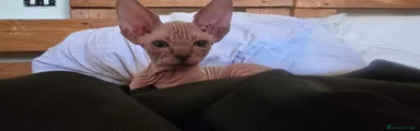 Sphynx 2