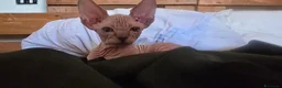 Sphynx gatti in vendita: Cuccioli sphynx in cerca di casa  a Provincia di Perugia - Annuncio 4