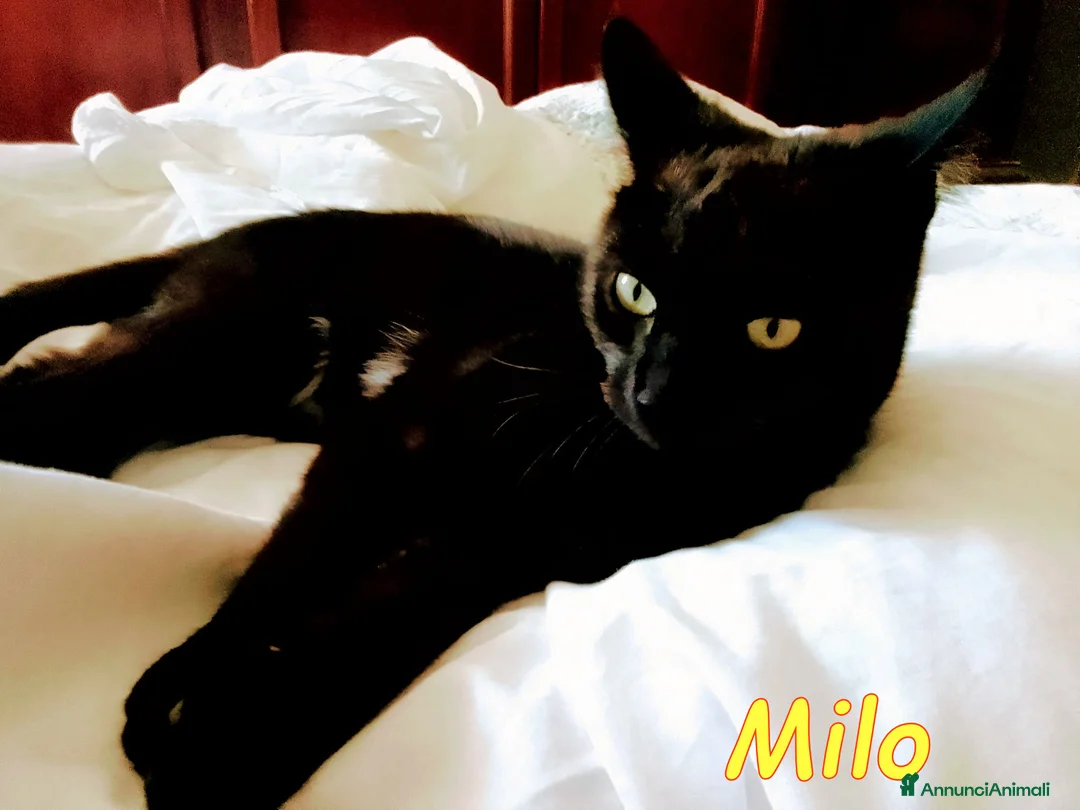 Europeo gatti in regalo:  GATTINO DI SEI MESI DOLCISSIMO - Annuncio 2