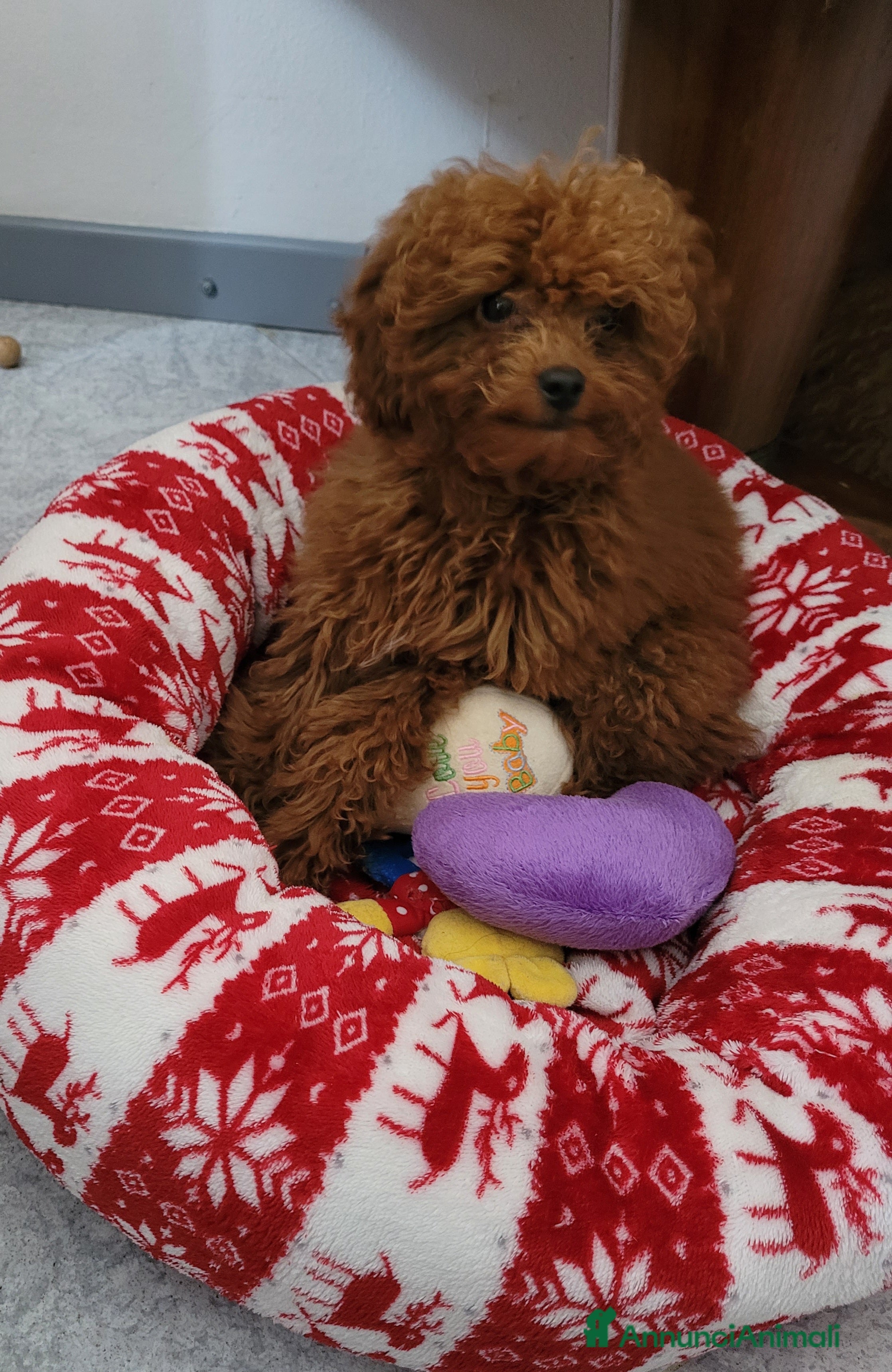 Barboncino Toy cani BARBONCINO FEMMINA MINITOY - Annuncio 9