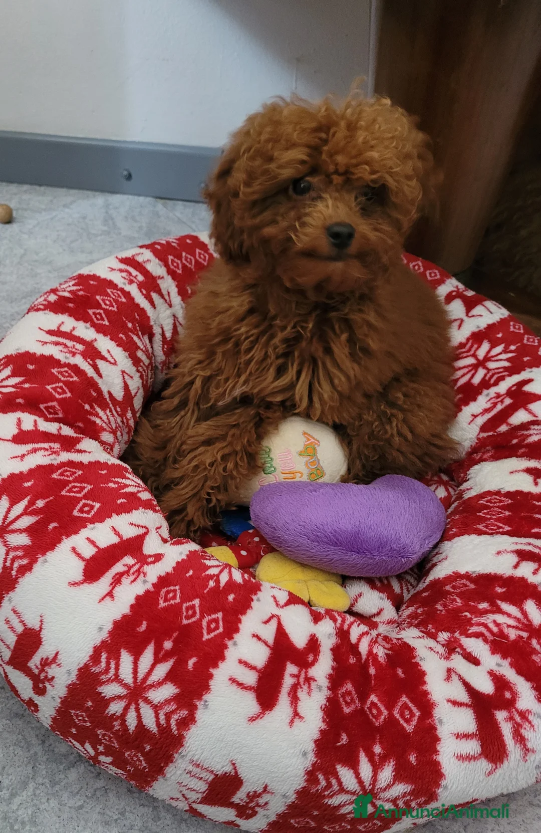 Barboncino Toy cani in vendita: BARBONCINO FEMMINA MINITOY - Annuncio 1