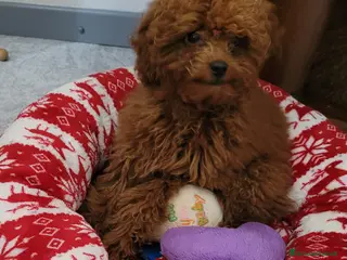 Barboncino Toy cani BARBONCINO FEMMINA MINITOY - Annuncio 9