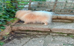 Spitz cani in vendita: Spitz pomerania  a Provincia di Mantova - Immagine 4