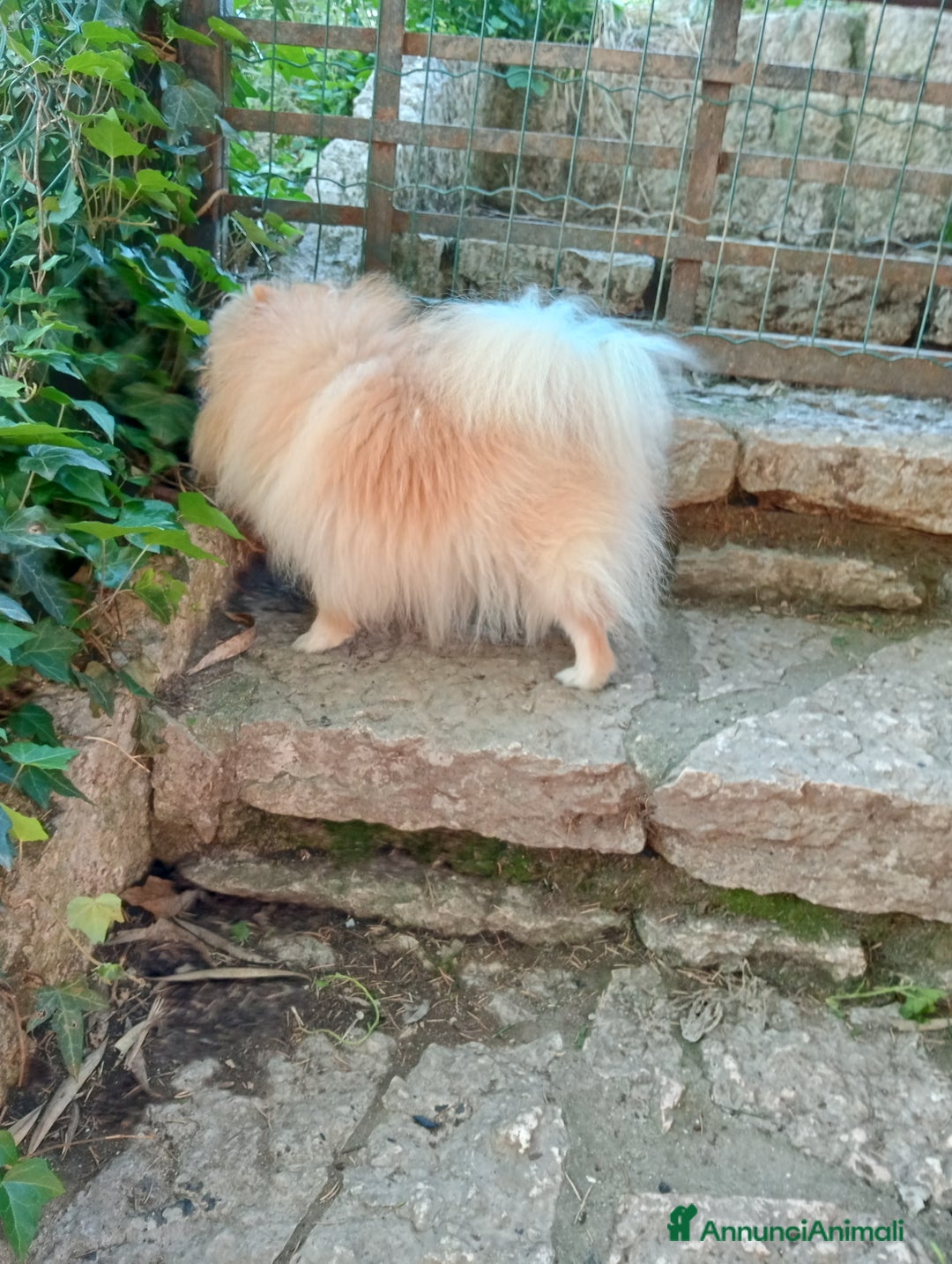Spitz cani in vendita: Spitz pomerania  a Provincia di Mantova - Immagine 4