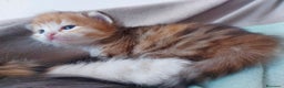 Siberiano gatti in vendita: Cuccioli di gatto Siberiano Certificati  - Annuncio 7