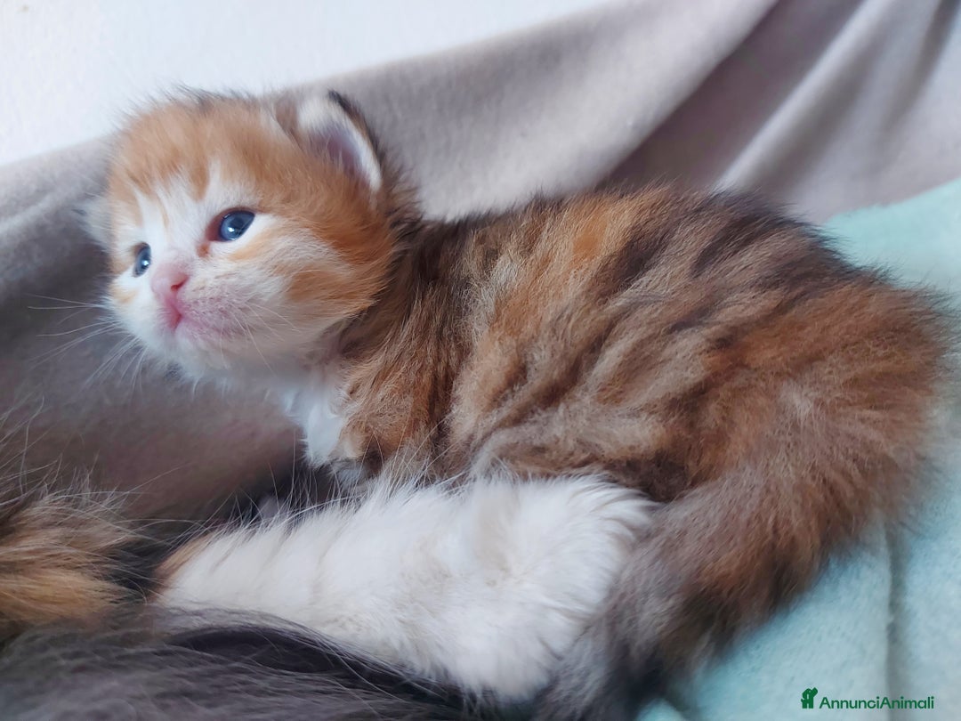 Siberiano gatti in vendita: Cuccioli di gatto Siberiano Certificati  - Annuncio 7