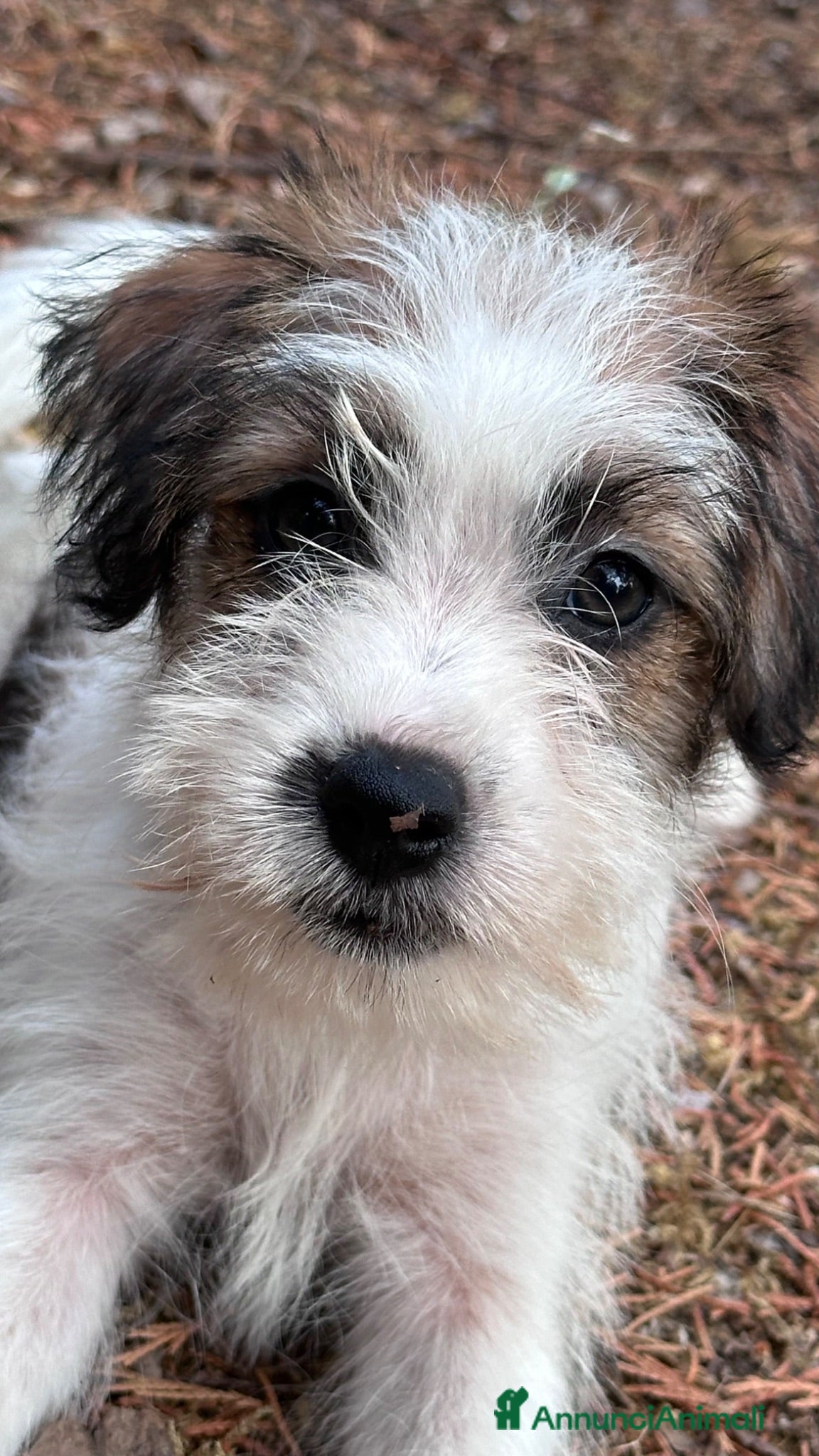 Jack Russell cani Cucciola femmina jack Russell  - Annuncio 7
