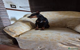 Pinscher Miniatura cani in vendita: Cucciolo pinscher nano a Provincia di Viterbo - Immagine 3
