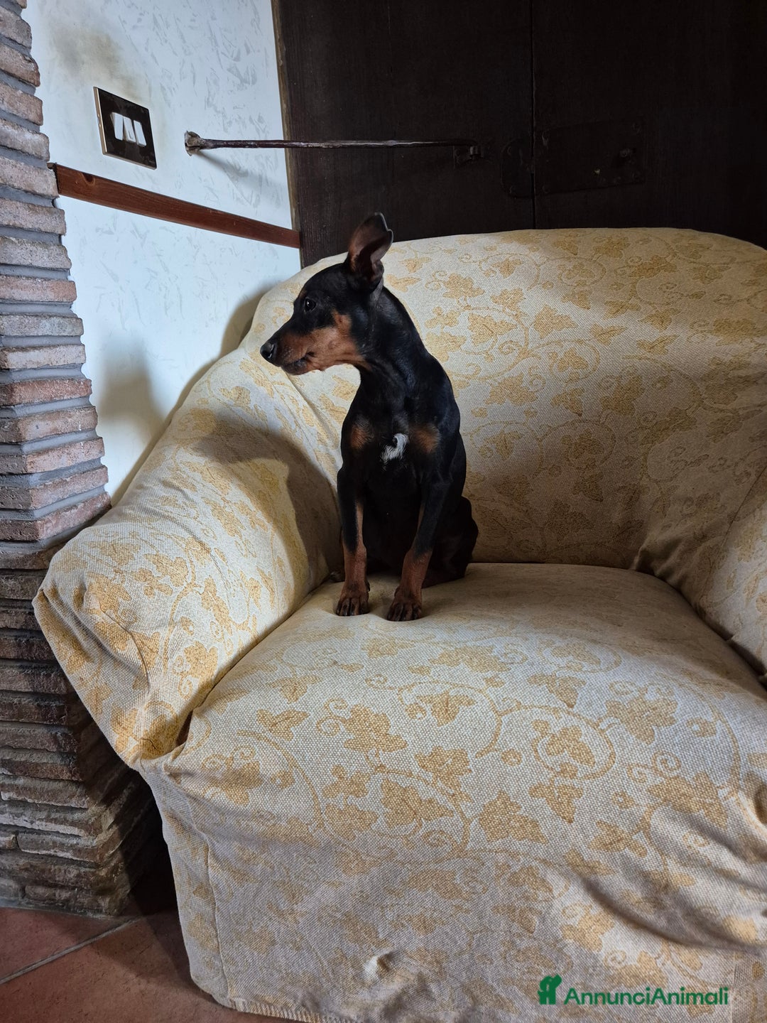 Pinscher Miniatura cani in vendita: Cucciolo pinscher nano a Provincia di Viterbo - Immagine 3