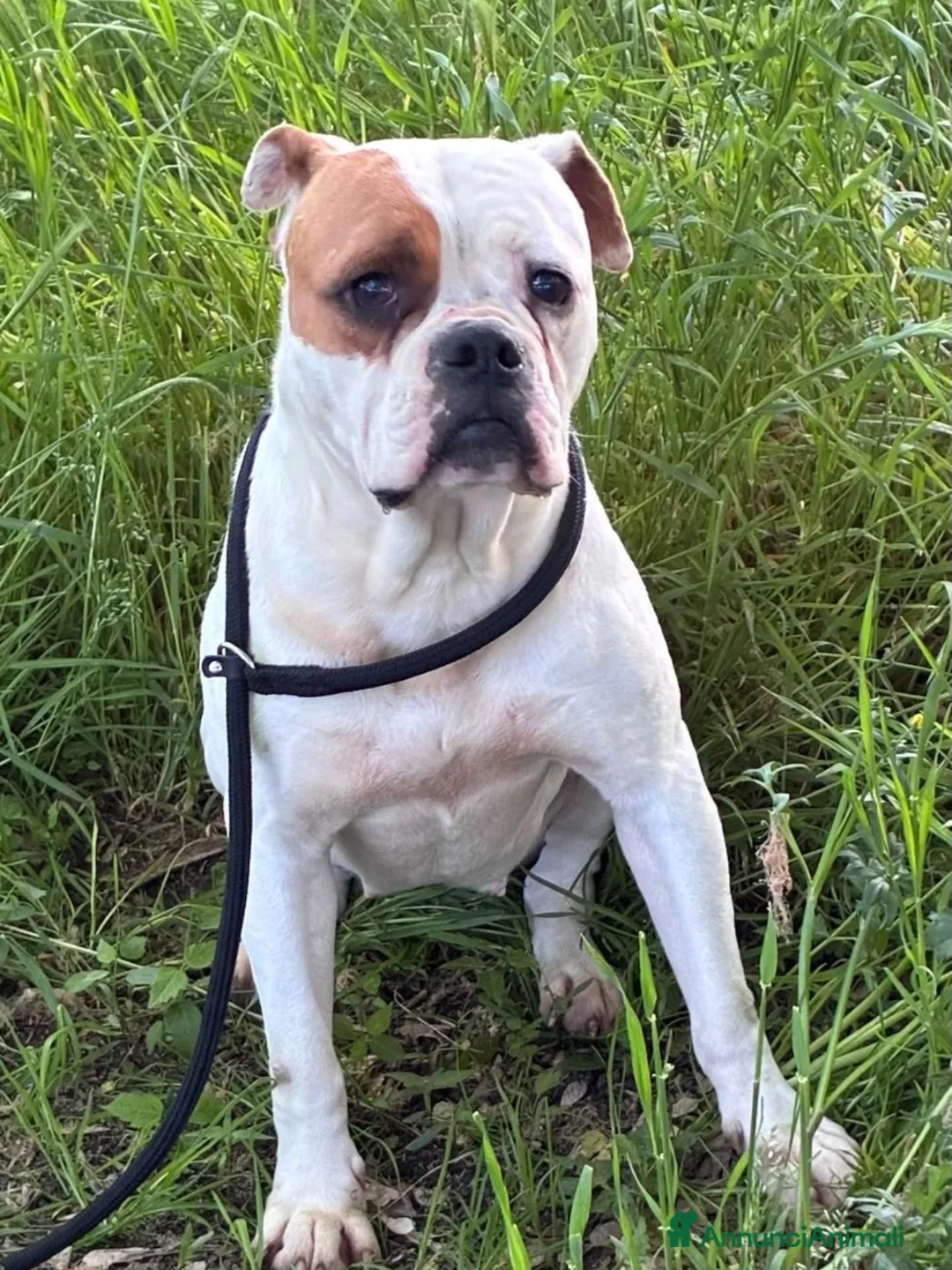 Bulldog cani in regalo: EMMA american bulldog 5 anni cerca casa adozione - Annuncio 4