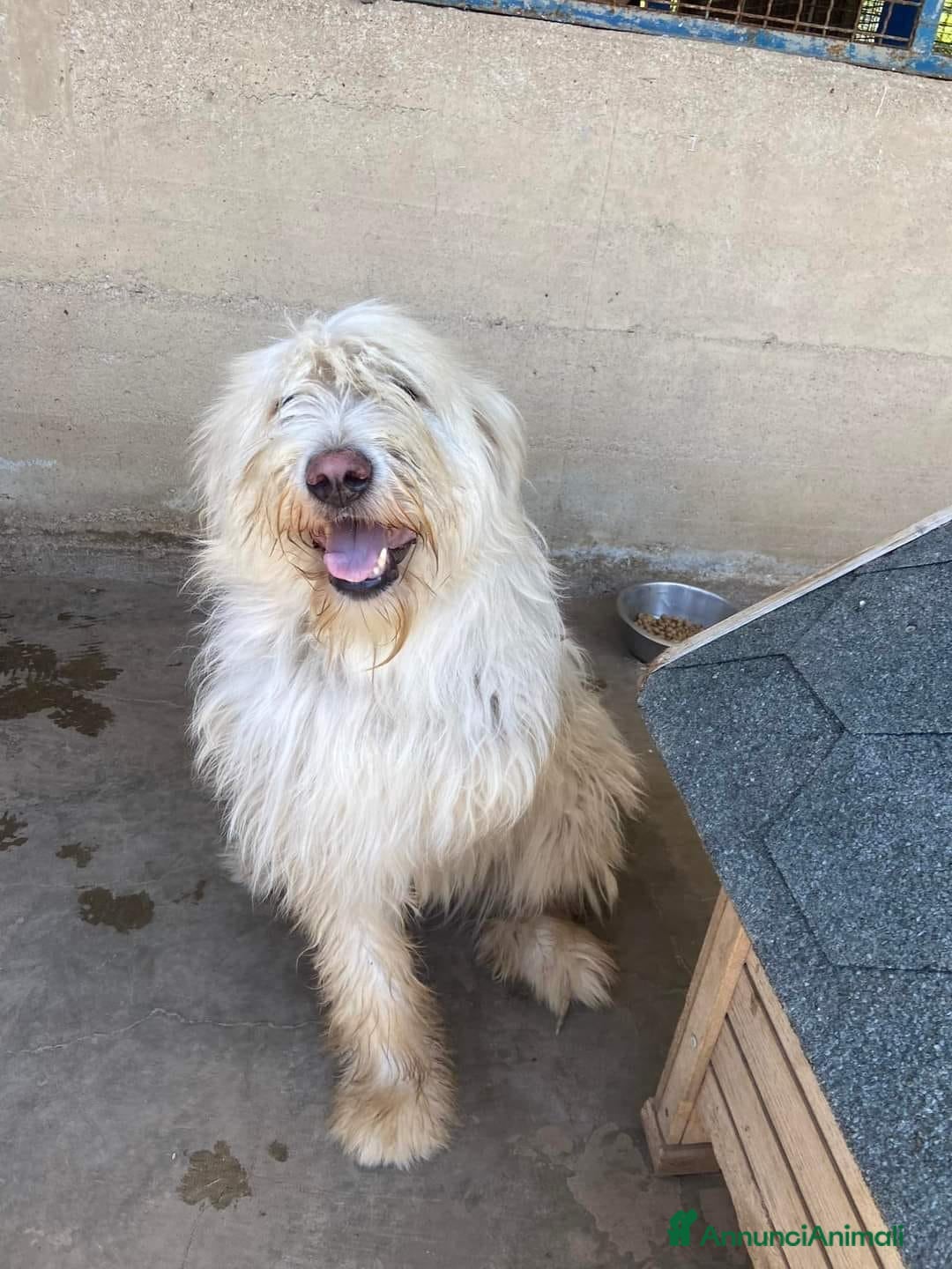 Komondor cani in regalo: ASIA, stupenda mix KOMONDOR dimenticata! - Annuncio 3