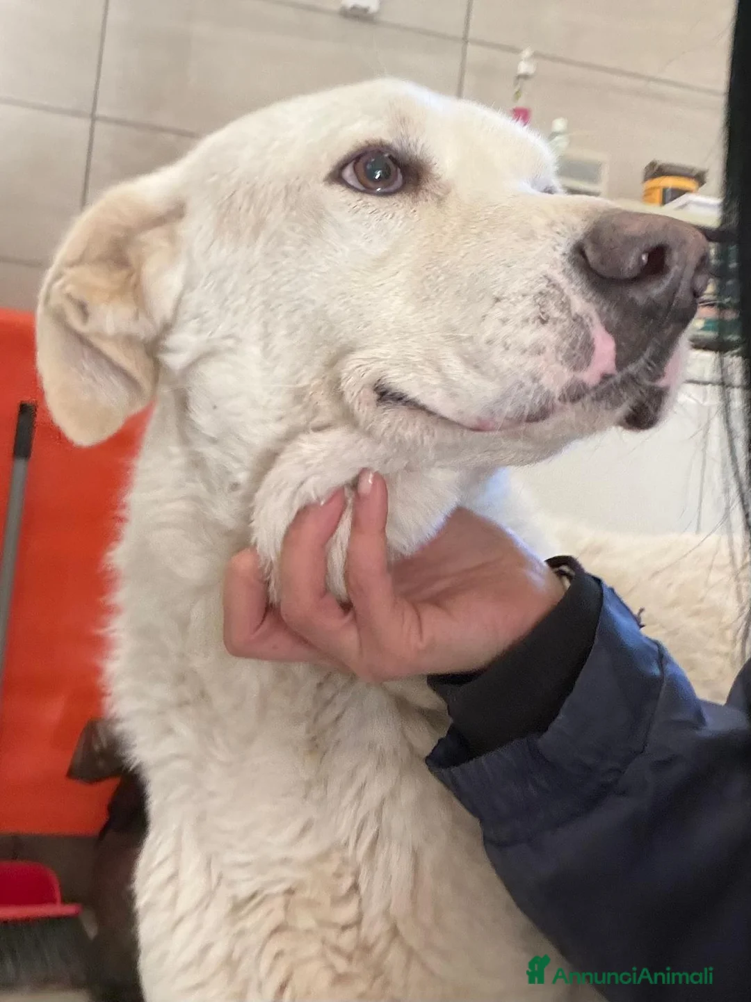 Meticcio cani in regalo: Milo un'anima meravigliosa - Annuncio 2