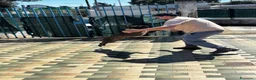 Pitbull cani in regalo: Tayson pitbull di 4 anni  a Città Metropolitana di Bari - Annuncio 4