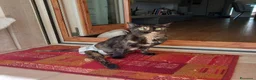 Europeo gatti in regalo: CAROTINA, micia per adozione del cuore! - Annuncio 5