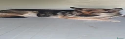 Pastore Tedesco cani in regalo: Gemma, pastore tedesco in canile - Annuncio 3