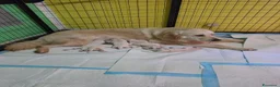 Golden Retriever cani in vendita: Cuccioli Golden Retriver con Pedigree a Provincia di Perugia - Annuncio 4