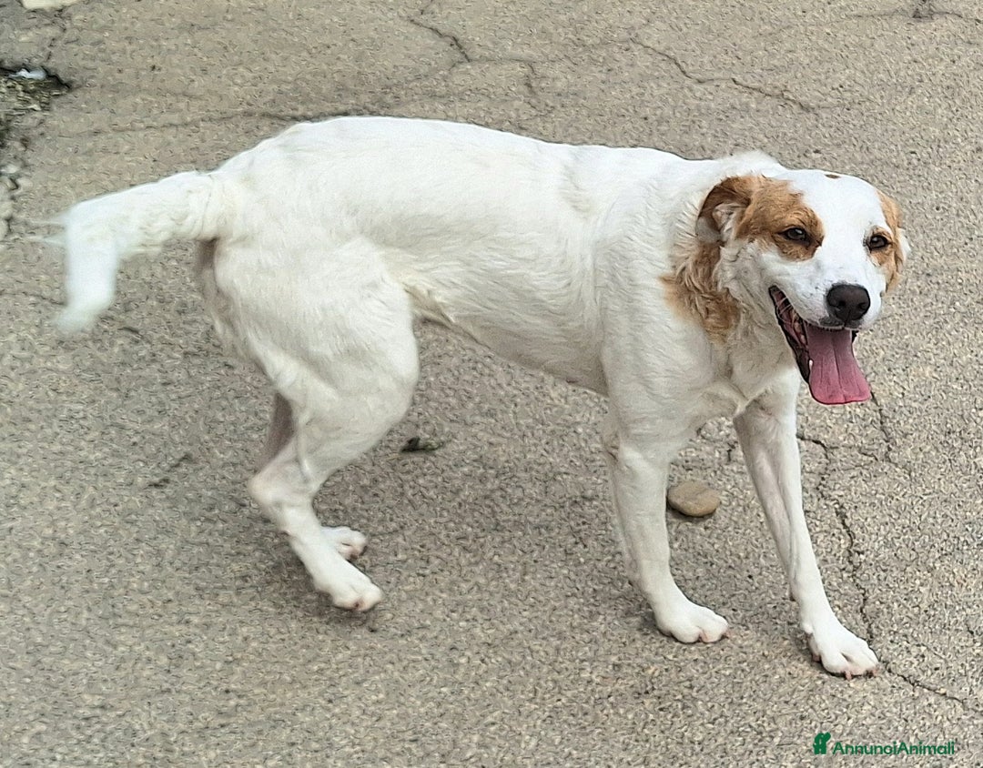 Meticcio cani in regalo: Thelma 3 anni Taglia media contenuta  - Annuncio 3