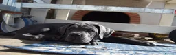 Cane Corso cani in vendita: Cuccioli di cane corso  - Annuncio 8