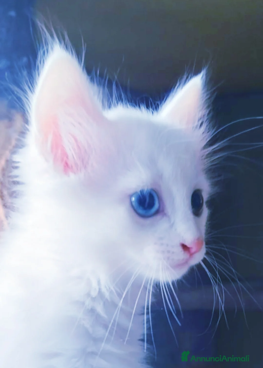 Altre razze gatti in vendita: Gattini Mix (pelo lungo)  - Annuncio 1