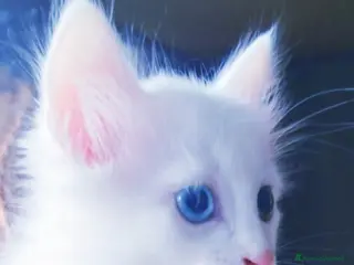 Altre razze gatti Gattini Mix (pelo lungo) - Annuncio 1