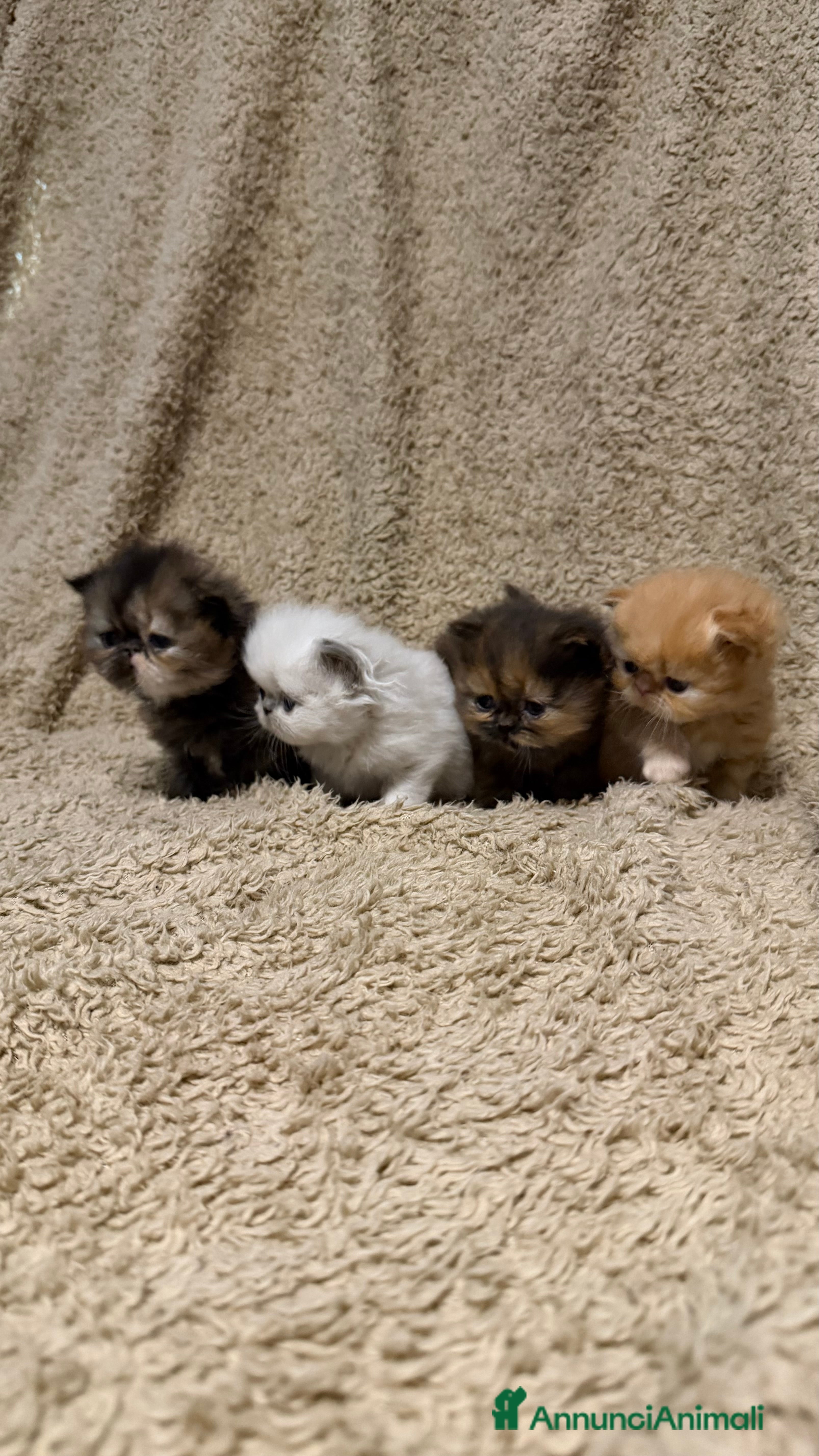 Persiano gatti Gattini persiani nati il 17/10 - Annuncio 6