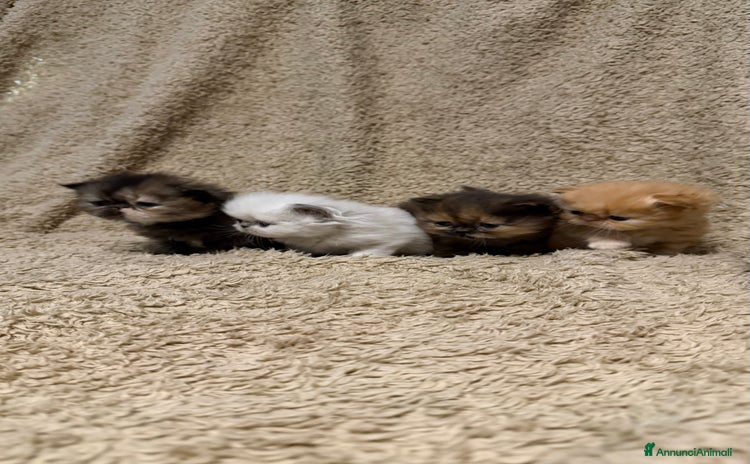 Persiano gatti Gattini persiani nati il 17/10 - Annuncio 9
