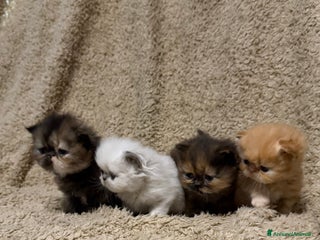 Persiano gatti Gattini persiani nati il 17/10 - Annuncio 5