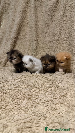 Persiano gatti Gattini persiani nati il 17/10 - Annuncio 5