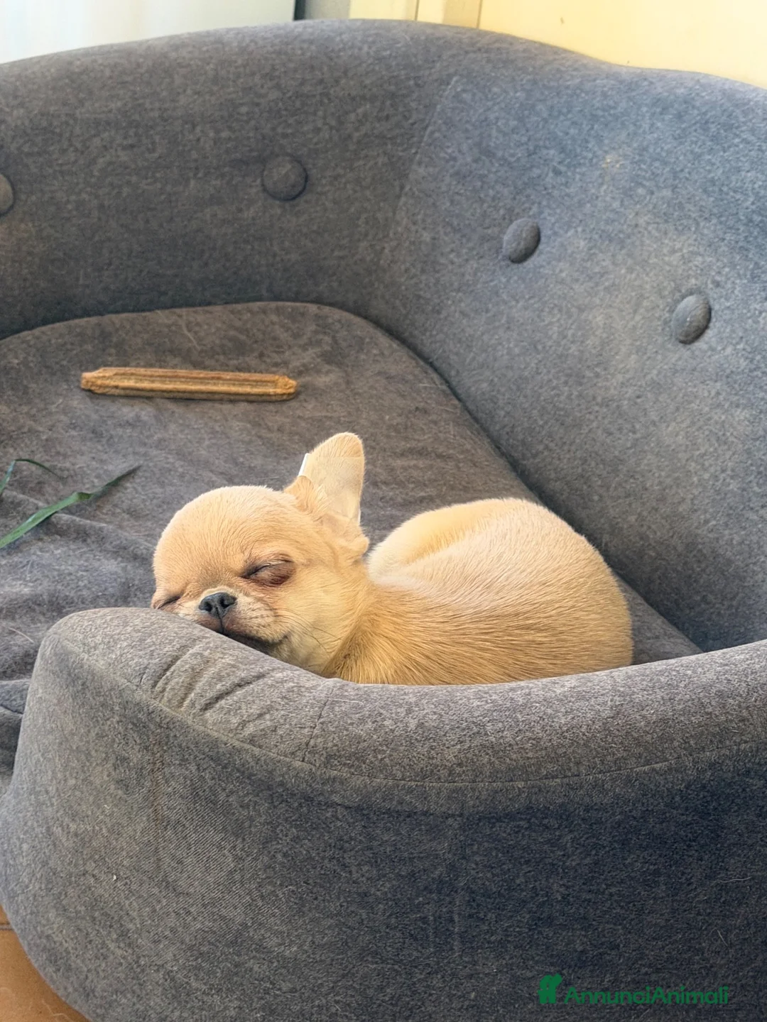 Chihuahua cani in vendita: cucciolo di chihuahua pelo corto - Annuncio 4